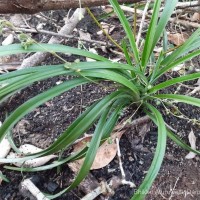 Chlorophytum laxum R.Br.